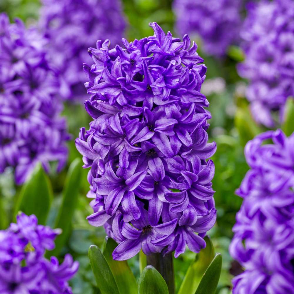 Hyacint 'Atlantic'